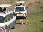 14636 Lion in between safari busses.jpg